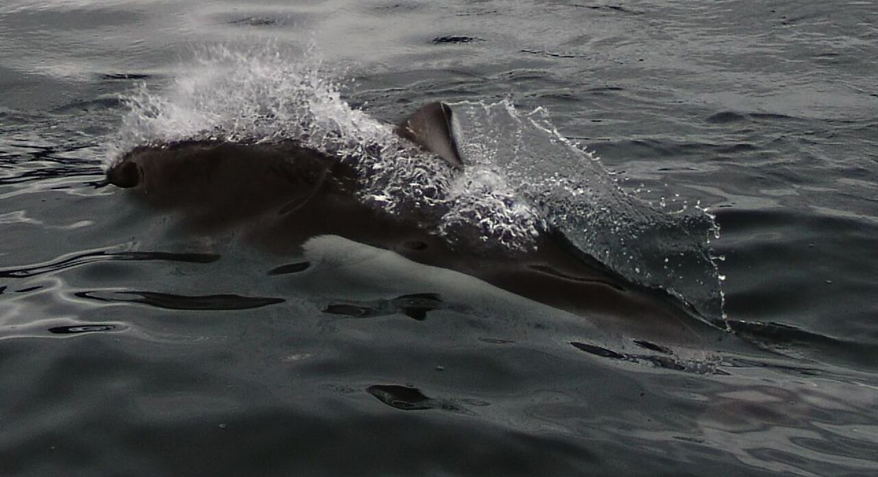 dall's porpoise in fishing nets Dall's Porpoise in Puget Sound